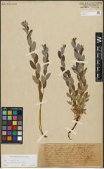 Foto von Salix repens subsp. incubacea (L.) A. Neumann